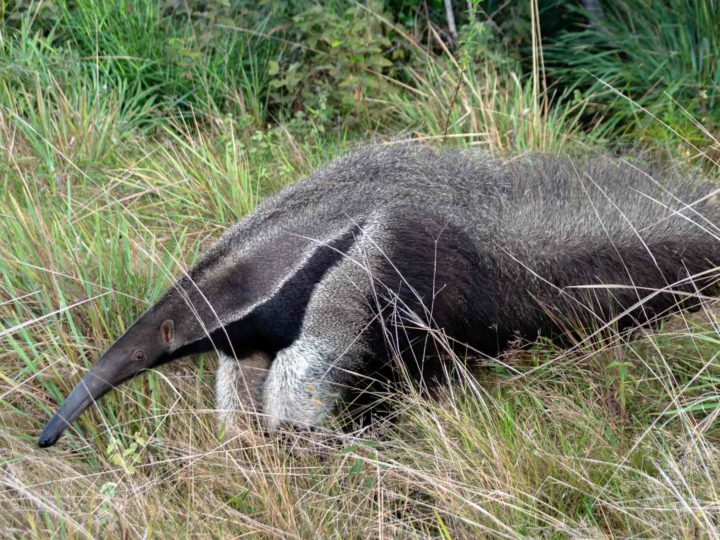 A giant anteater in the grassland plains of the Rupununi in Guyana, South America