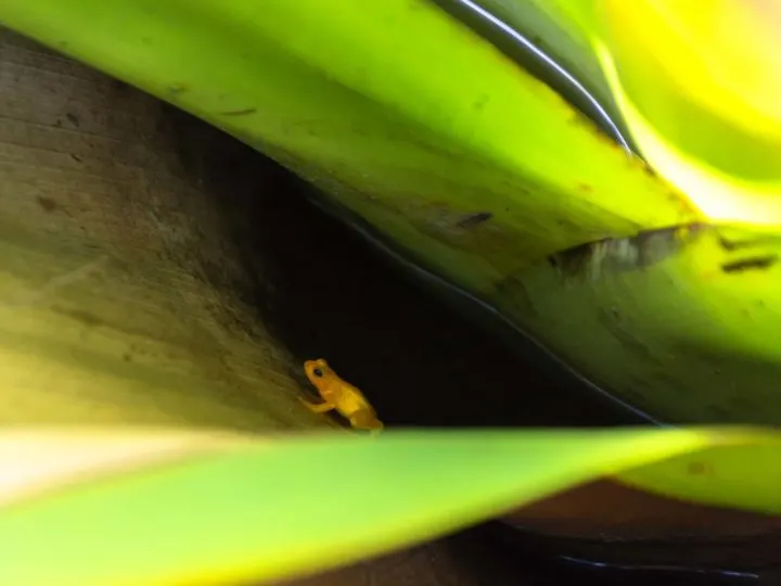 A golden frog on a leaf in Guyana, South America