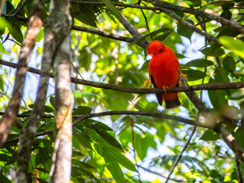 A bright orange Cock-of-the-rock bird sits on a tree branch in Guyana attracting both tourists and a mate.