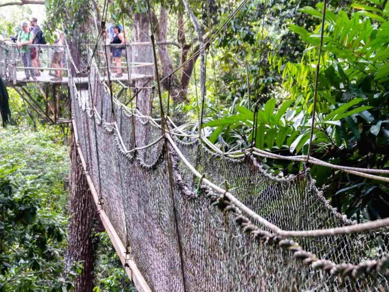 A fascinating tourist attraction, this rope walkway leads to a viewing platform in the rainforest canopy of Guyana.