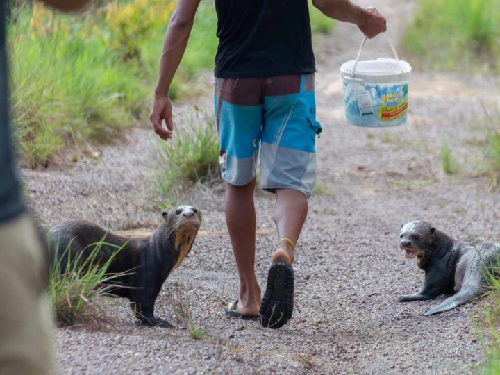Two endangered giant river otters follow their keeper at Guyana's Karanambu Lodge - a fantastic tourist destination.