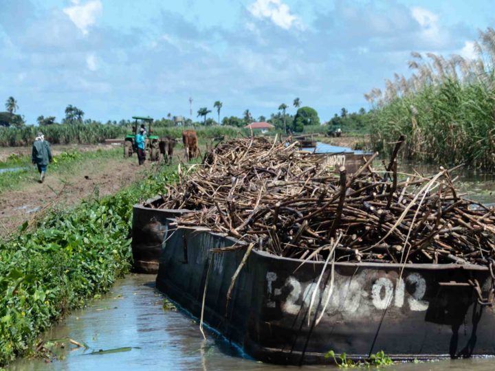 Barges filled with sugar cane stalks are tied in the canal at one of Guyana's last sugar plantations.