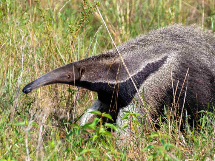 Ecotourists have the chance to see a rare giant anteater on the grasslands of Guyana.