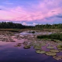 A violet sunset reflects in a lake filled with giant water lilies, one of the main tourist attractions of Guyana.
