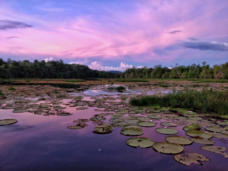 A violet sunset reflects in a lake filled with giant water lilies in Guyana.