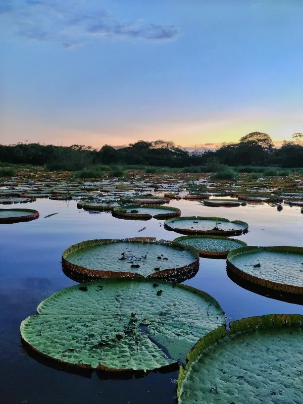 In Guyana the sun glows along the tree-lined horizon and is reflected in a lake covered in giant waterlilies.