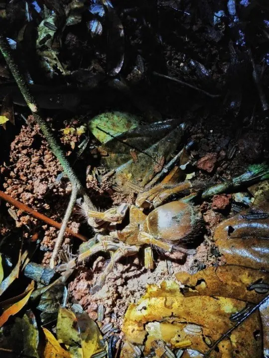 A frightening tourist attraction, a tour culminates in seeing a goliath birdeater tarantula crouched under the flashlight on the forest floor in Guyana.