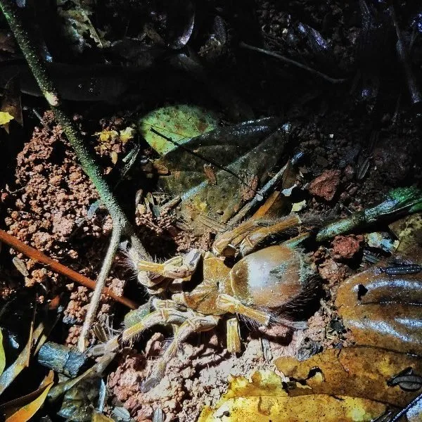 A frightening tourist attraction, a tour culminates in seeing a goliath birdeater tarantula crouched under the flashlight on the forest floor in Guyana.