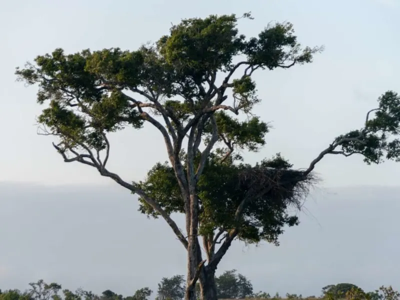 This solitary tree is the home to a massive harpy eagle nest in Guyana.