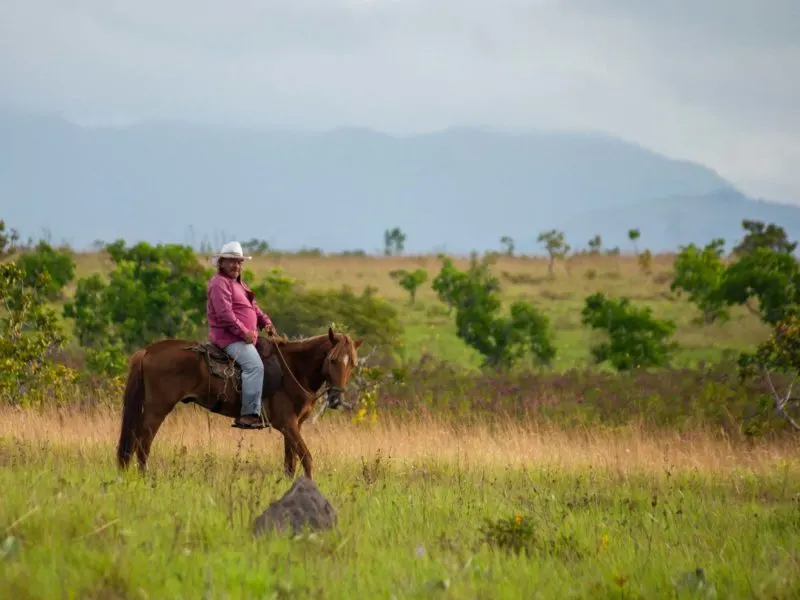 Ride with this cowboy on a chestnut horse in the grasslands of Guyana.