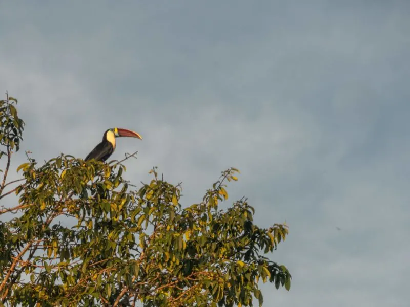 A brightly-billed toucan sits in a treetop against a cloud-filled sky in Guyana.