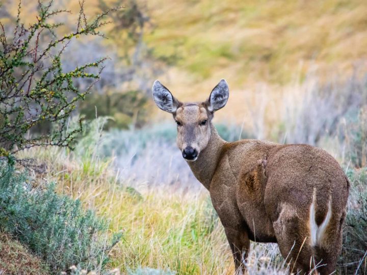A huemul looks at the camera in Torres del Paine National Park, Patagonia, a possible sighting on a day hike
