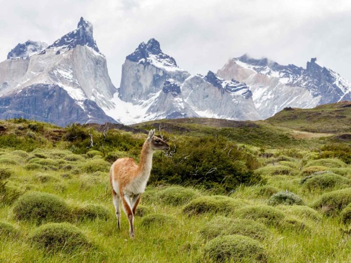 A guanaco poses in front of Los Cuernos in Torres del Paine National Park, Patagonia