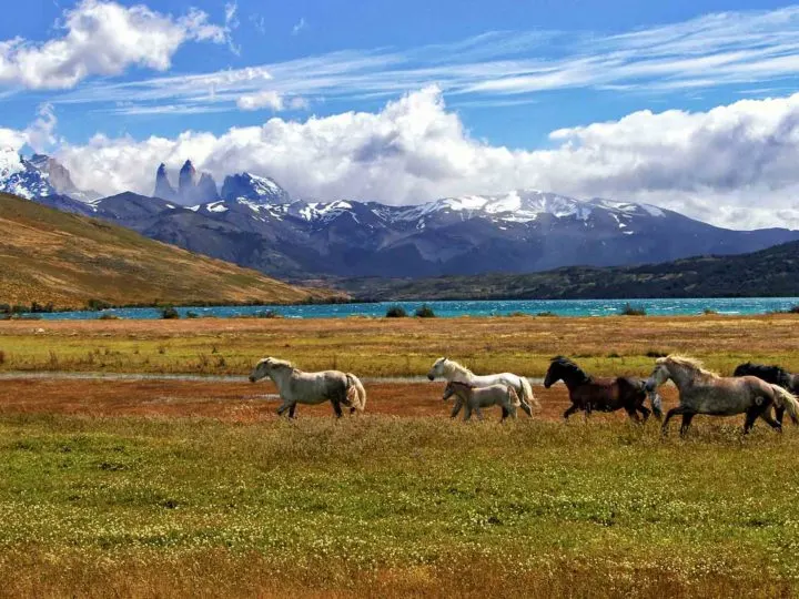 Wild horses run across the grasslands in Torres del Paine National Park, Patagonia