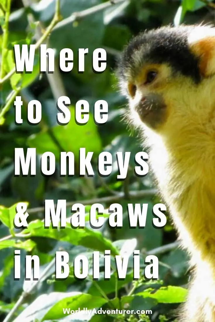 What you need to know about Madidi National Park in Bolivia, one of the most diverse places on Earth and a must-visit during a trip in Bolivia. If you like jungles, monkeys and macaws, that's the place to go! #bolivia