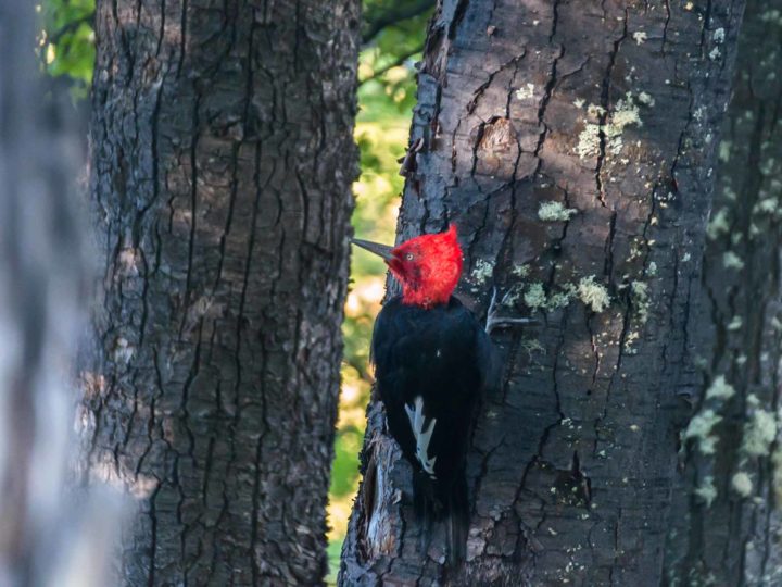 A Magellanic woodpecker in the trees in Patagonia