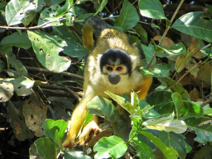 A squirrel monkey emerges out of the trees in Parque Madidi in Rurrenabaque, Bolivia