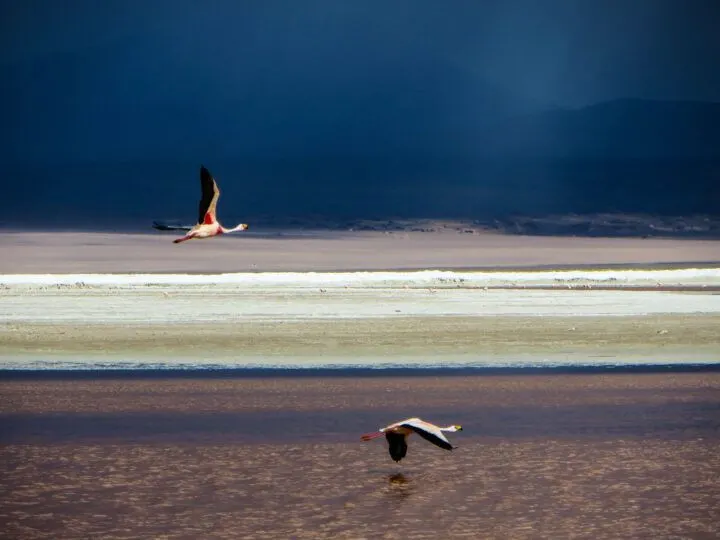 Flamingos fly above Laguna Colorada near the Salar de Uyuni in Bolivia with moody skies beyond