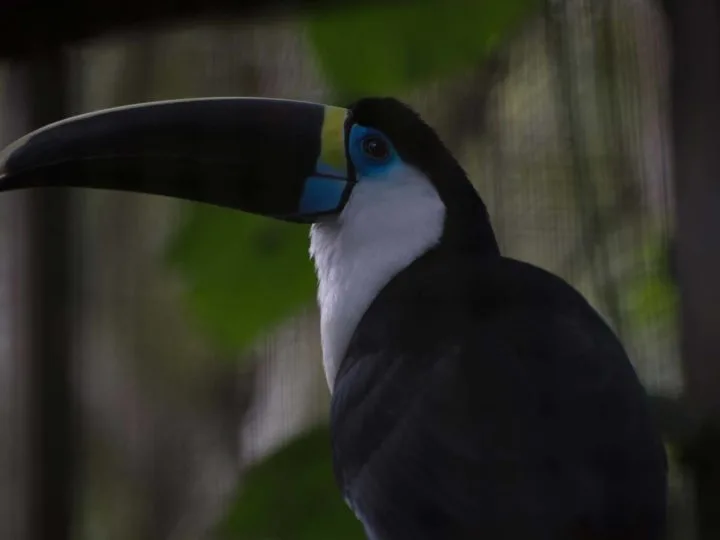 A toucan in the Bolivian jungle