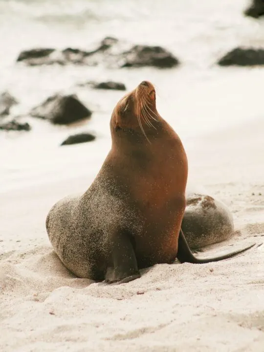 A seal sits on a beach in the Galapagos Islands in Ecuador, one of the safest countries to visit in South America