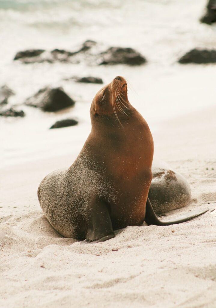 A seal sits on a beach in the Galapagos Islands in Ecuador, one of the safest countries to visit in South America