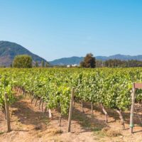 Vineyards in Colchagua, Chile and one of the best places to visit in South America for wine tourism