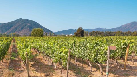 Chile Wine Regions: A Guide to the Country’s Finest Vineyards