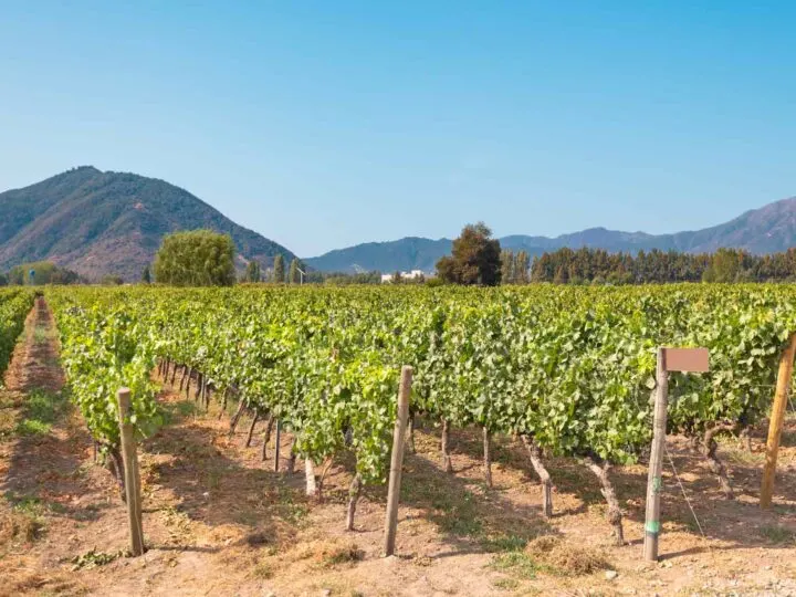 Vineyards in Colchagua, Chile and one of the best places to visit in South America for wine tourism