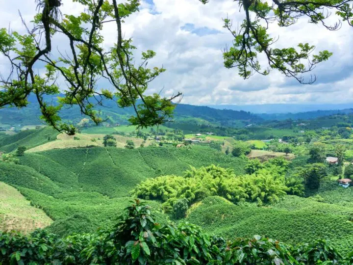 A stunning view of a coffee plantation in Colombia.