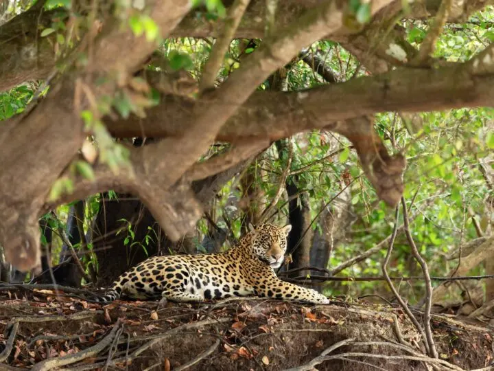 A fierce-looking Jaguar by a tree in Pantanal, Brazil, one of the remotest destinations to visit in South America.