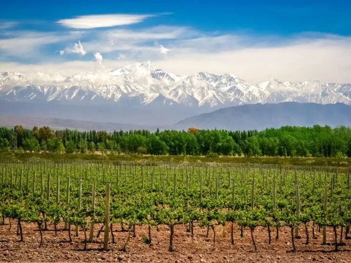 Vineyards in Mendoza, Argentina with a backdrop of mountains