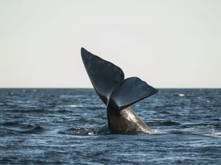 The tail of a southern right whale appears out of the water near Peninsula Valdes, Argentina