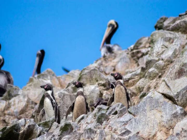 Humboldt penguins on a rock in the Ballestas Islands, a Peruvian destination that can be visited all year around