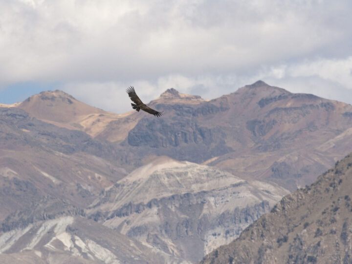 A condor flies over the Colca Canyon in Peru, one of the best places for spotting these incredible birds