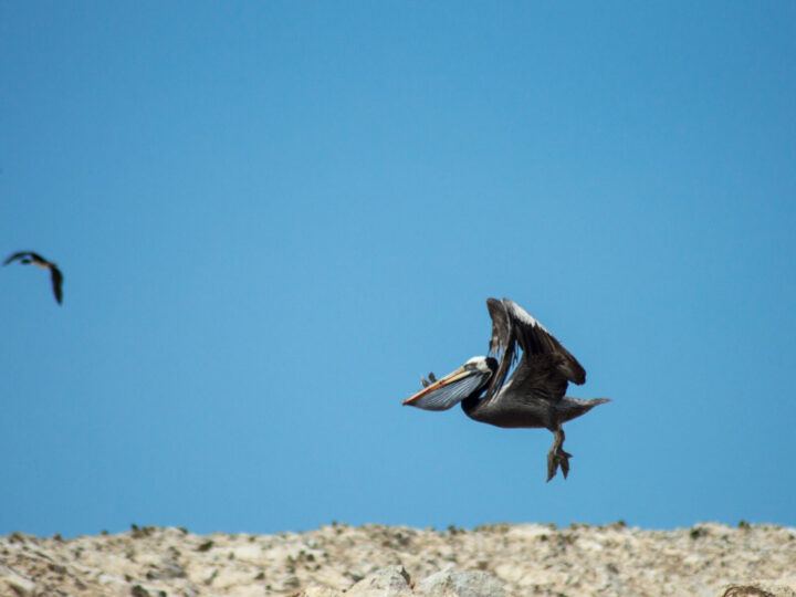 A pelican takes off from the Ballestas Islands, off the coast of Paracas in Peru