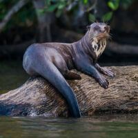An otter sites on a tree branch in the Manu Biosphere Reserve in the Peruvian Amazon