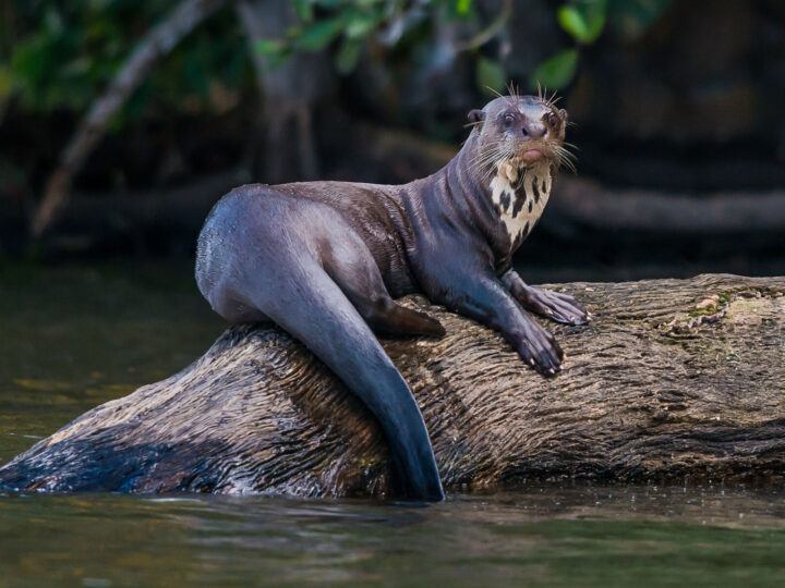 An otter sites on a tree branch in the Manu Biosphere Reserve in the Peruvian Amazon