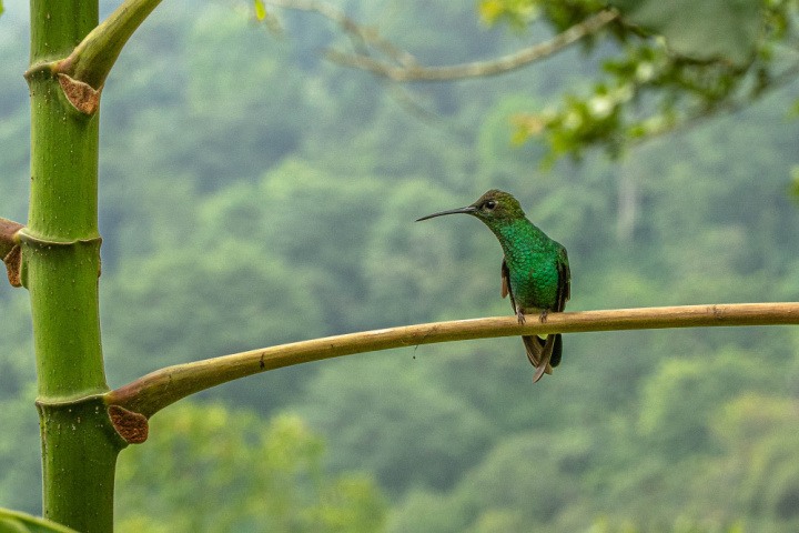 A hummingbird sits in a tree in the Reserva Natural Tierra Adentro in Minca