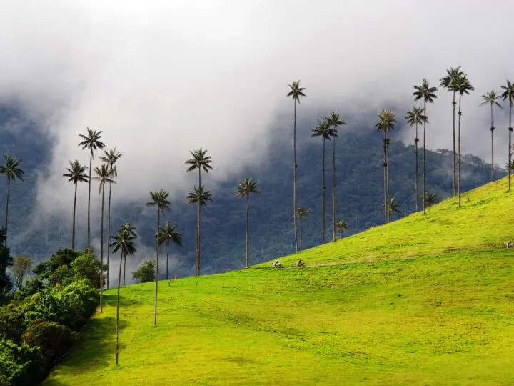 Wax palm trees above grassland in the Valle del Cocora in Colombia