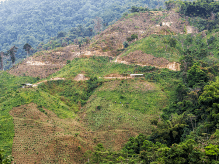 The hills of Minca, Colombia are dotted with small coffee plants. 