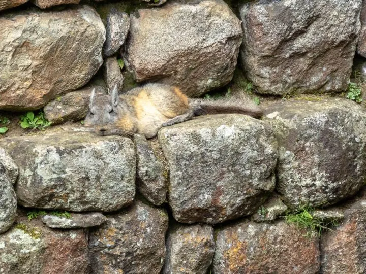 A vizcacha lying on a wall in Machu Picchu, Peru