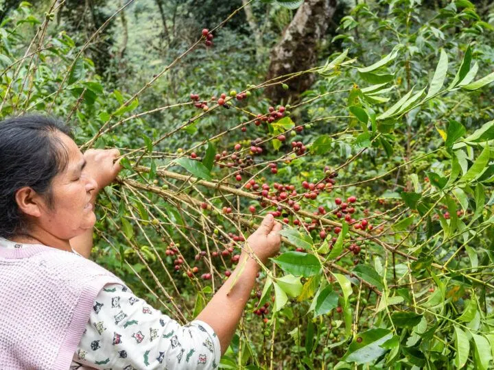 Paulina, the owner of a coffee farm in the Peruvian countryside