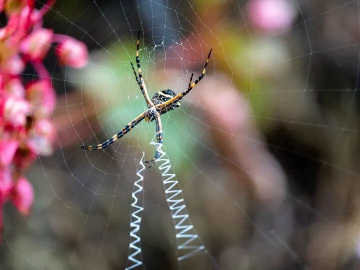 A spider seen along the Salkantay trek to Machu Picchu, Peru