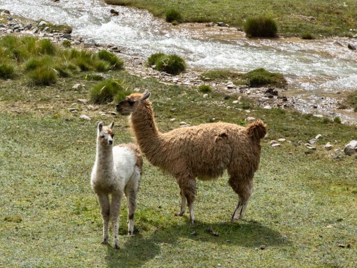 Llamas on the Salkantay trek, an alternative route to Machu Picchu, Peru