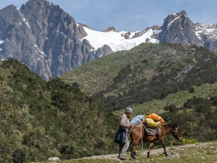 Mules carrying luggage on the the Salkantay trek to Machu Picchu, peru