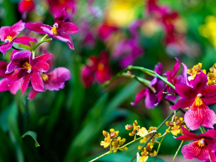 orchid-flowers-Jardín-Colombia