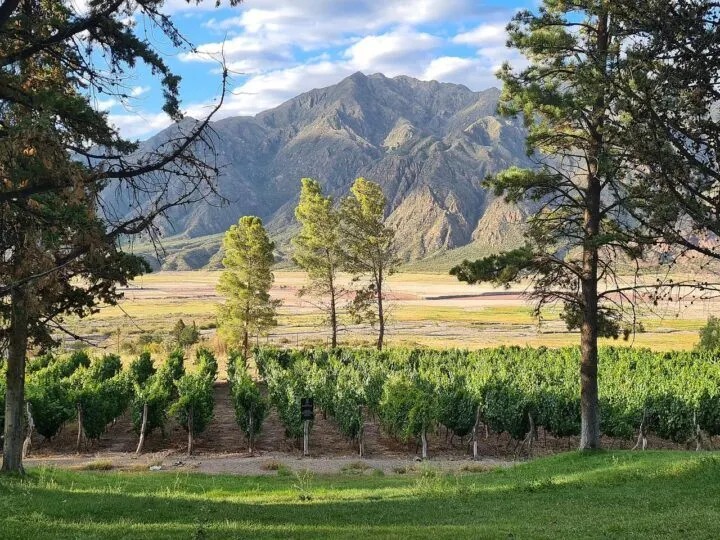 Beautiful vineyard in Mendoza. 
