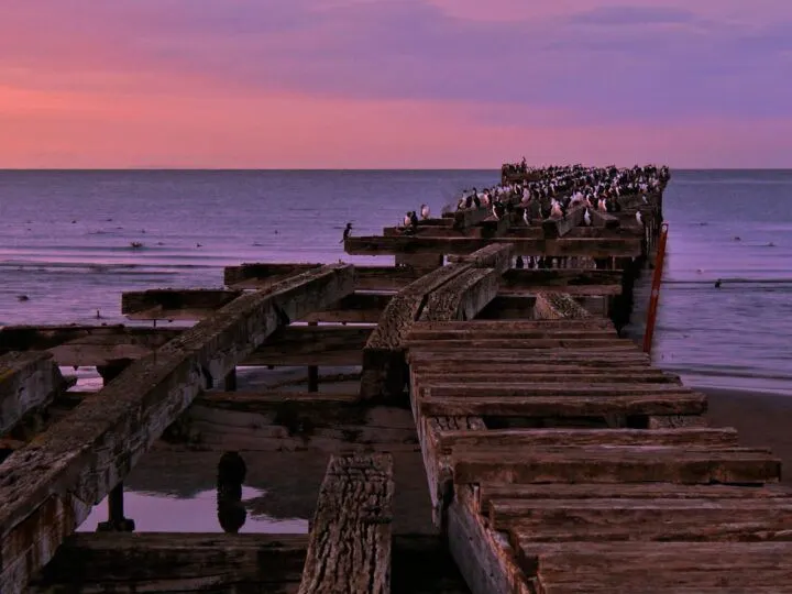 Cormorants on a dock in Punta Arenas.