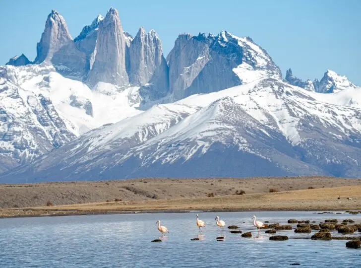 Flock of Flamingos at Cerro Guido in Torres del Paine National Park 