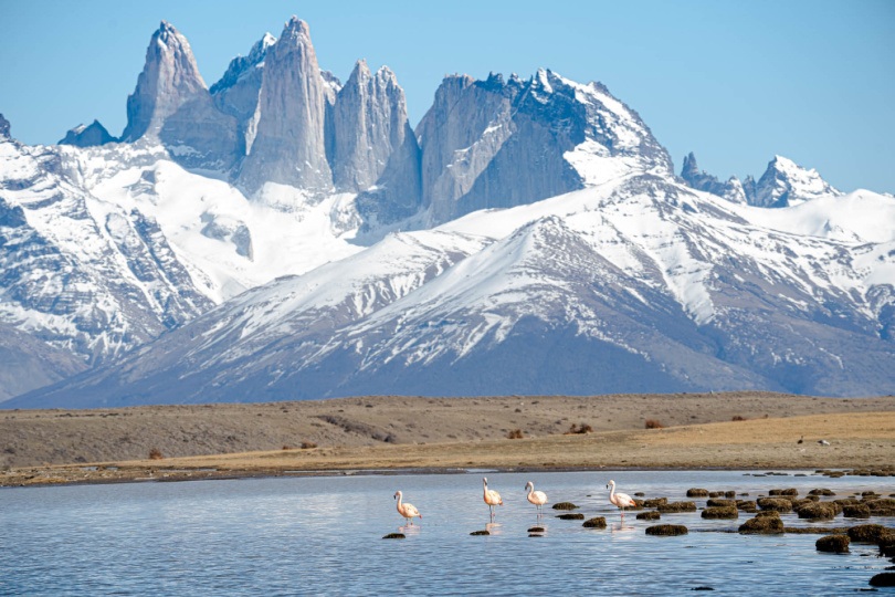 Flamingos beneath the three towers in Torres del Paine National Park
